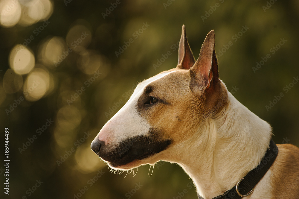 Close up Bull Terrier dog outdoor portrait Close up Bull Terrier dog outdoor portrait