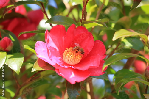 Obraz na płótnie ミツバチと山茶花の花 w salonie