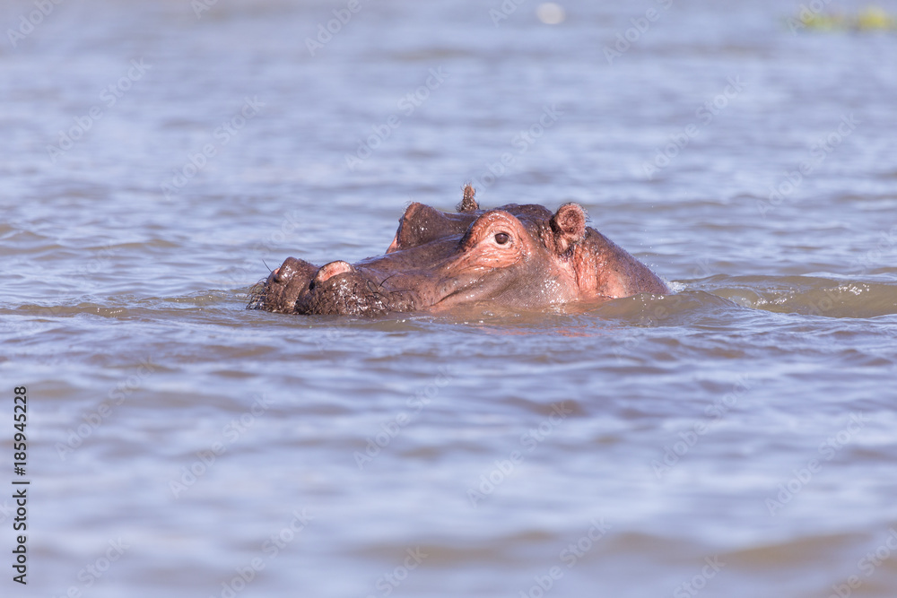 hippos bathing in Lake mombasa, kenya hippos bathing in Lake mombasa, kenya