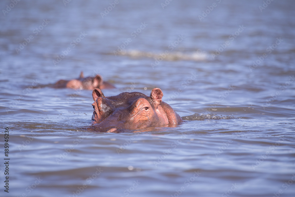 Fototapeta premium Hippos in naivasha lake in kenya Africa