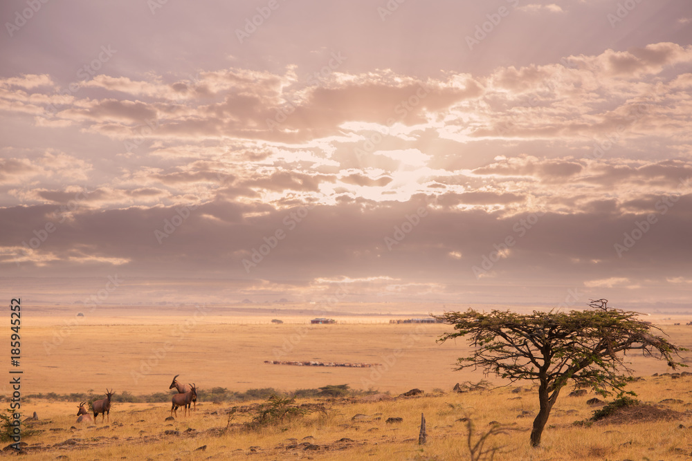 Landscape in masai mara in kenya africa Landscape in masai mara in kenya africa