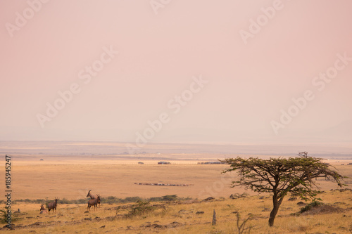 Landscape in masai mara in kenya africa