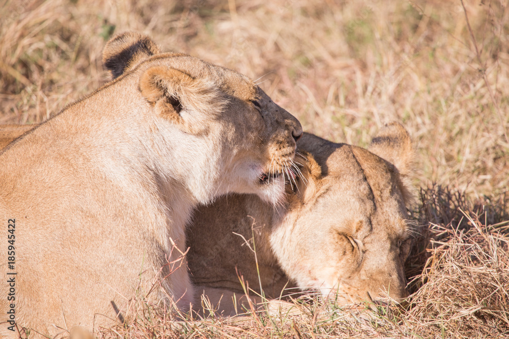 Obraz premium Lionesses in masai mara in kenya africa