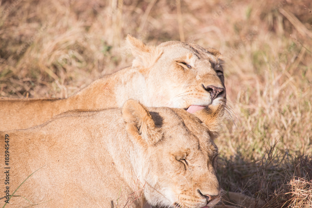 Obraz premium Lionesses in masai mara in kenya africa