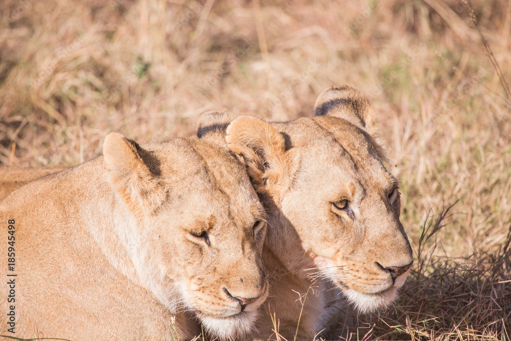 Lionesses in masai mara in kenya africa Lionesses in masai mara in kenya africa