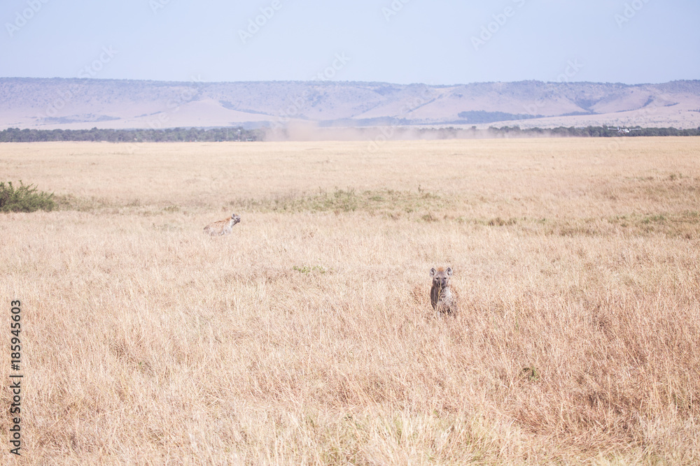 Hyena in Masai Mara in Kenya, Africa
