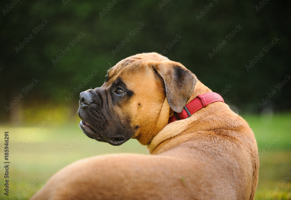 Bull Mastiff dog outdoor portrait looking over shoulder