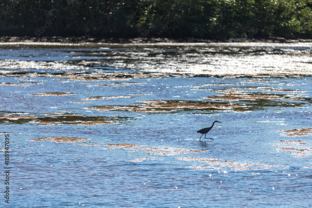 Fototapeta premium Reef Heron from JN 