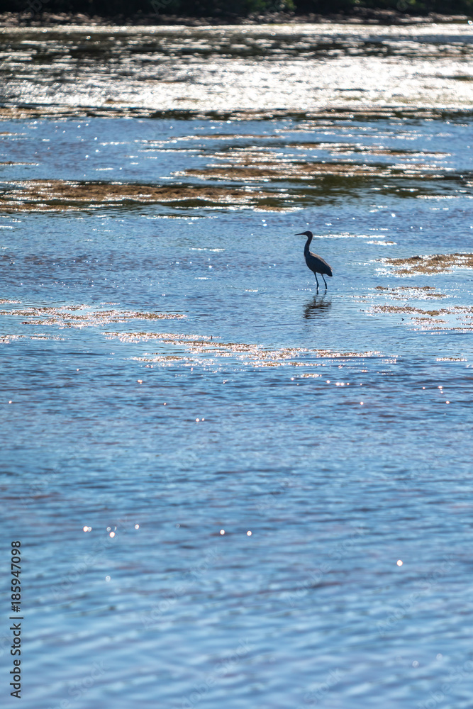 Fototapeta premium Reef Heron from JN 