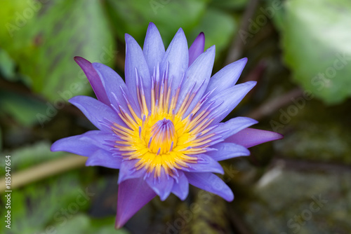 closeup shot of purple waterlily blooming