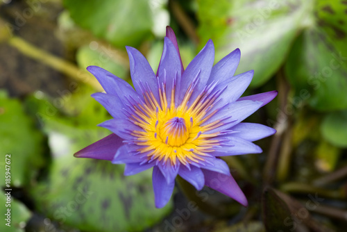 closeup shot of purple waterlily blooming