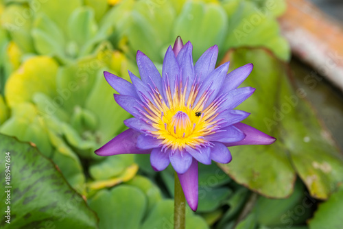 closeup shot of purple waterlily blooming