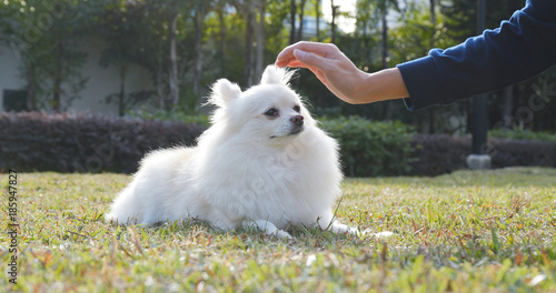 Fotografija Woman caress on her dog in city park