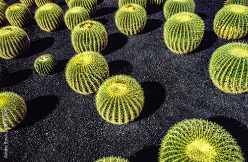 Foto pile of Echinocactus grusonii, cactus typical of southern hemisphere countries