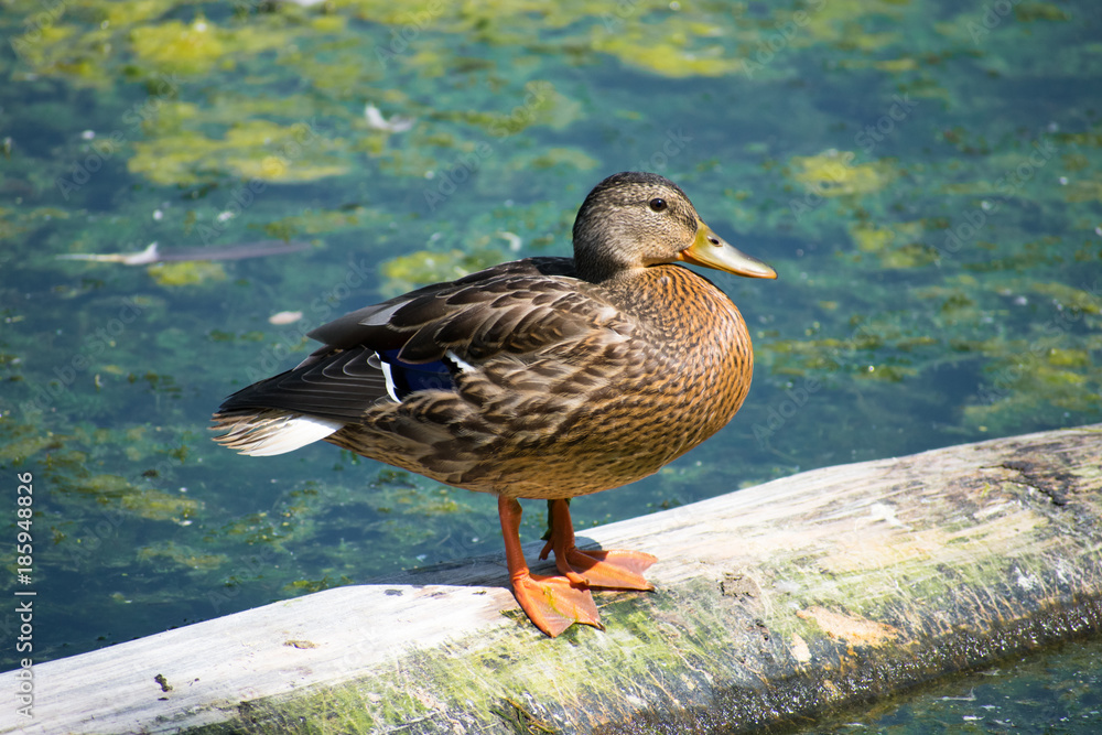 Female Mallard In Pond Female Mallard In Pond