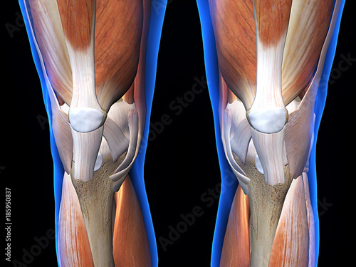 Canvas Print Knee Bone, Cartilage and Muscle Anterior View