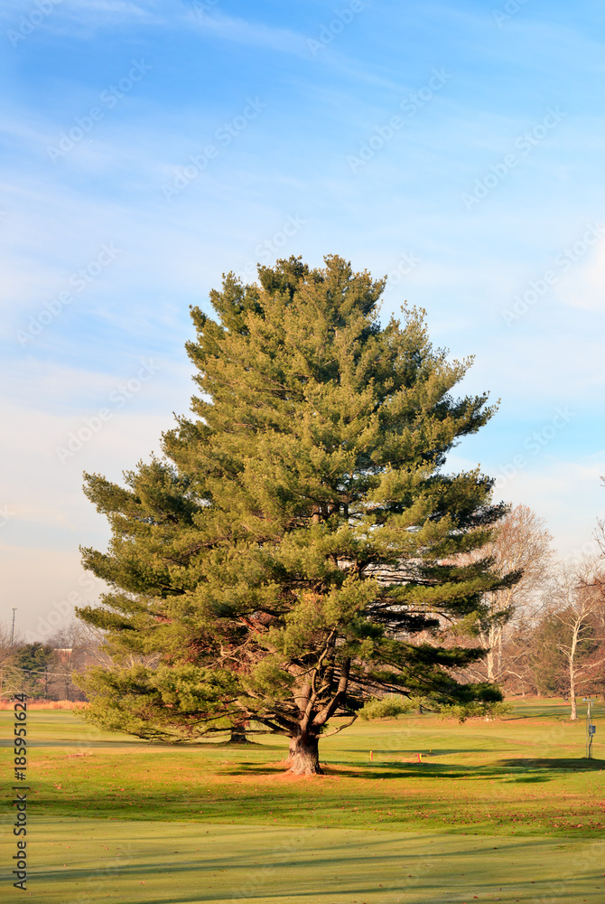 Fototapeta premium Pine Tree in Late Autumn