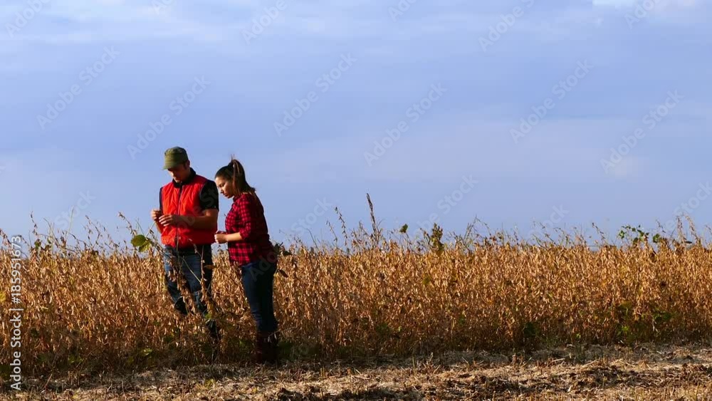 Couple of young farmers on soybean field during harvesting. Couple of young farmers on soybean field during harvesting.