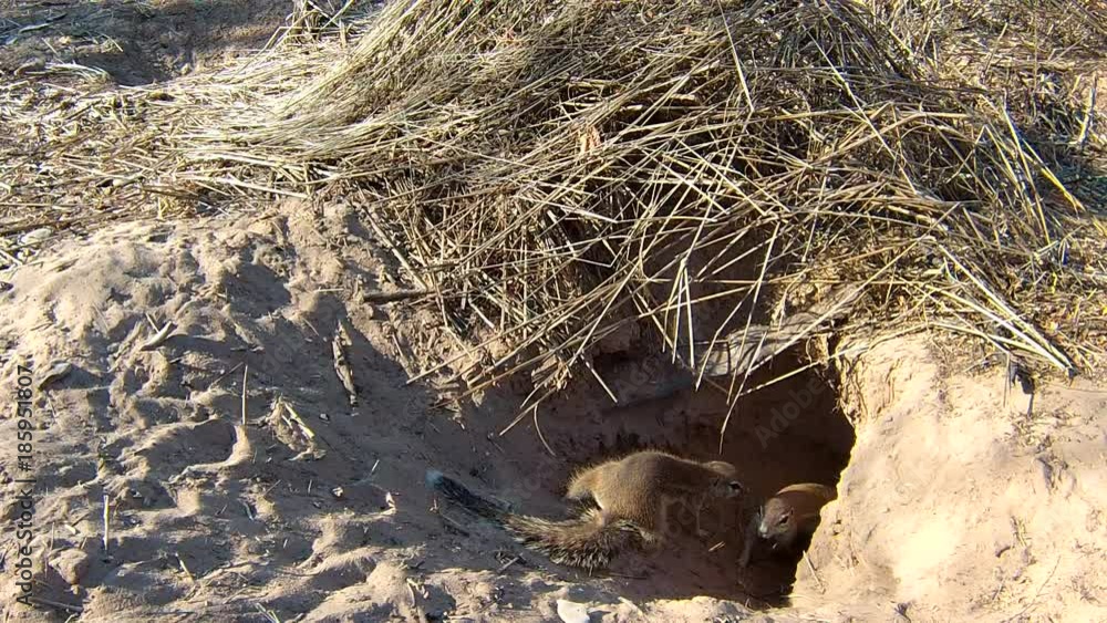 Cape ground squirrels (Xerus inauris) at burrow entrance. Cape ground squirrels (Xerus inauris) at burrow entrance.