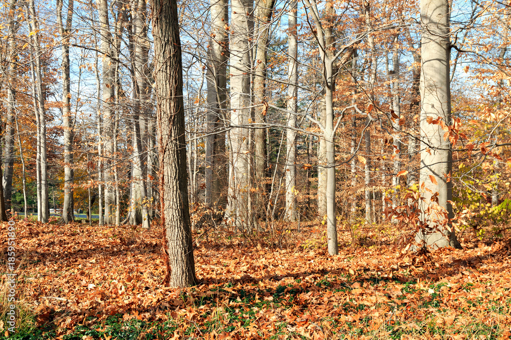 Fall Woodland Landscape - Bryn Athyn, Pennsylvania