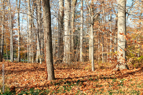 Fall Woodland Landscape - Bryn Athyn, Pennsylvania