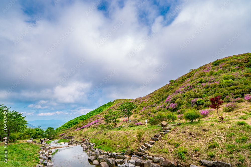 Naklejka premium Rhododendron flowers bloom beautifully Hwangmaesan County Park