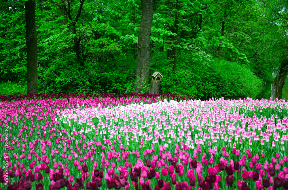 many tulips planted by color in an old Park on a background of forest