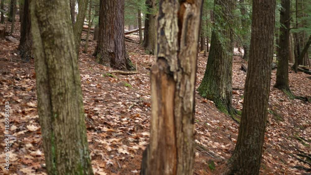 Sliding over Pennsylvania forest as seen form the forest floor Sliding over Pennsylvania forest as seen form the forest floor