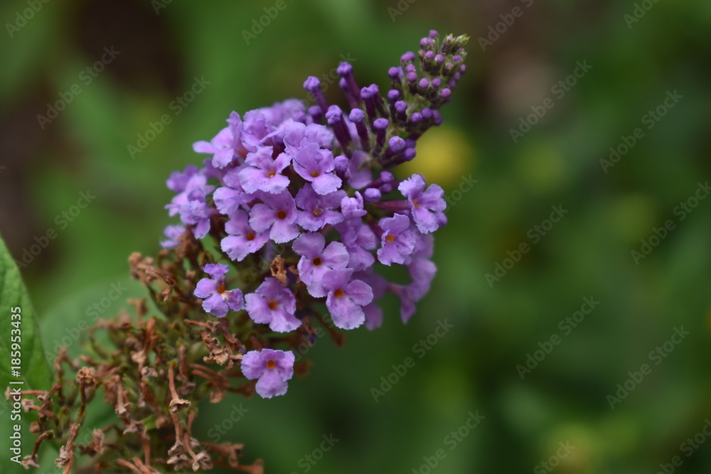 Multiple purple flowers blooming Multiple purple flowers blooming