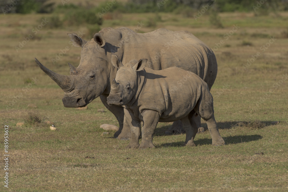 Obraz premium Rhinos