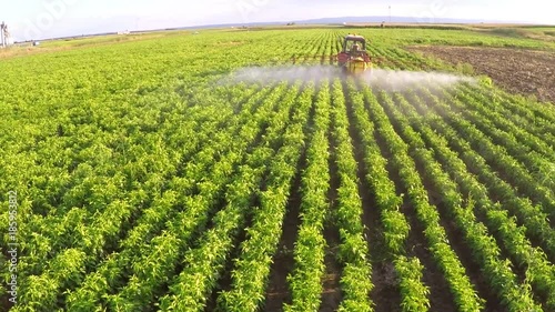 The tractor pulls machine for a spraying in a field of peppers. Aerial footage.