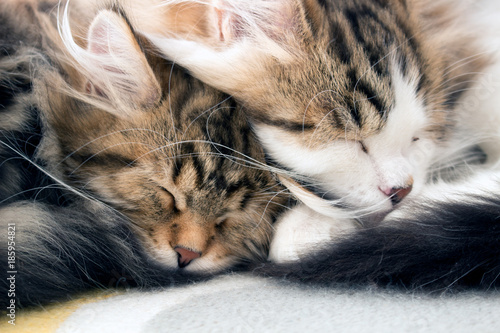 Obraz na plátně Cute Siberian Forest Cat kittens sleeping curled together
