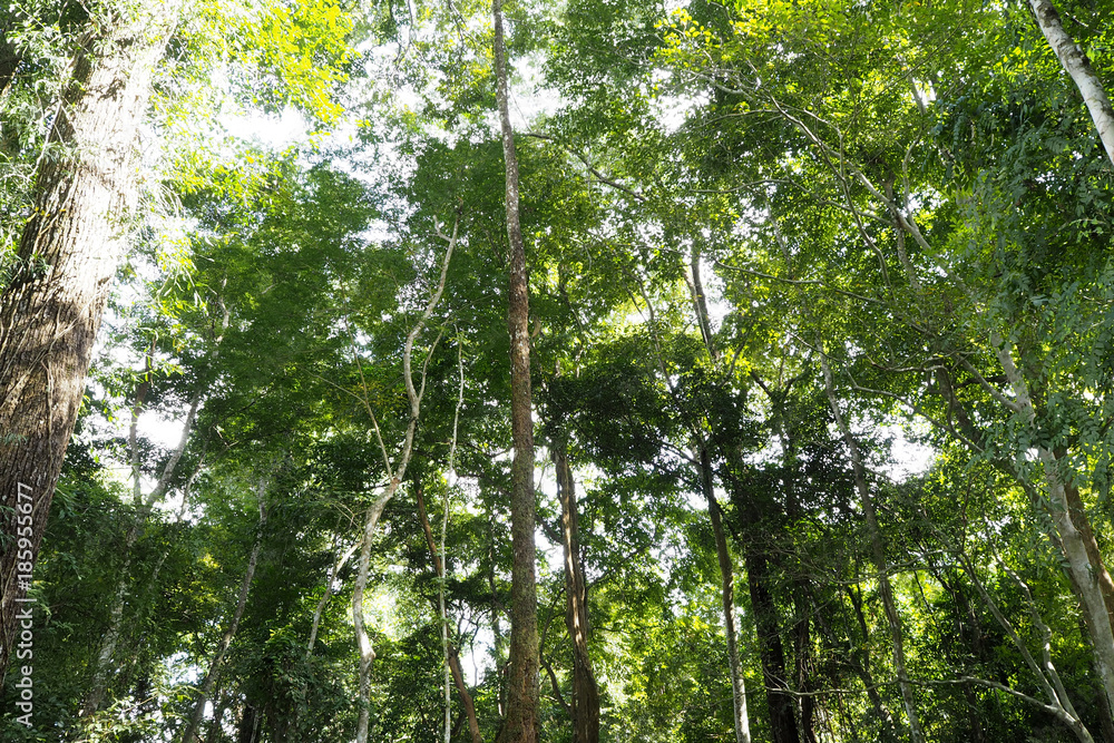 Fototapeta premium The green forrest make you feel fresh