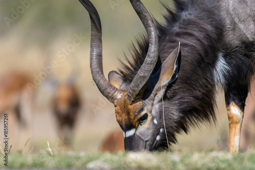 Close up of a male nyala, a type of antelope, grazing with others in the background, South Africa
 photo