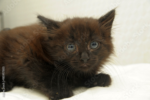 black fluffy frightened kitten in a shelter photo