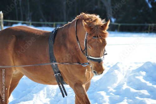 Brown horse in winter training photo