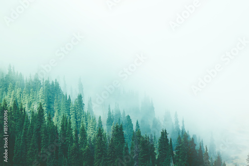 Fototapeta Naklejka Na Ścianę i Meble -  Misty fog pine forest mountain slopes color toning