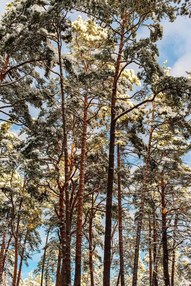 Fototapeta premium Pine trees after a snowfall