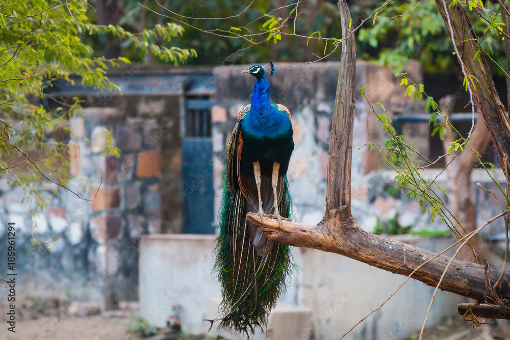 Indian Peacock, National Zoological Park, New Delhi, India Stock Photo |  Adobe Stock