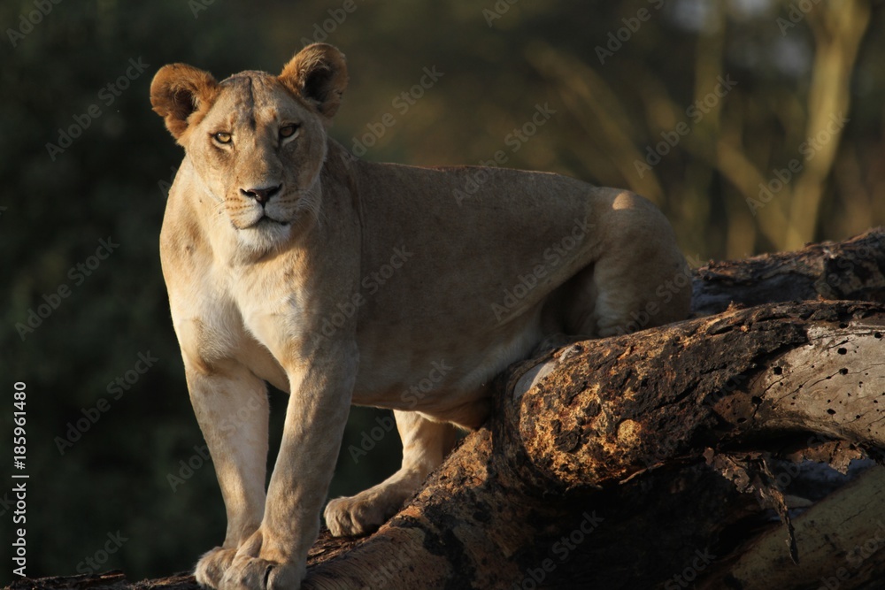 Obraz premium Lioness on the tree