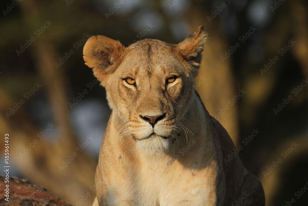 Obraz premium Lioness