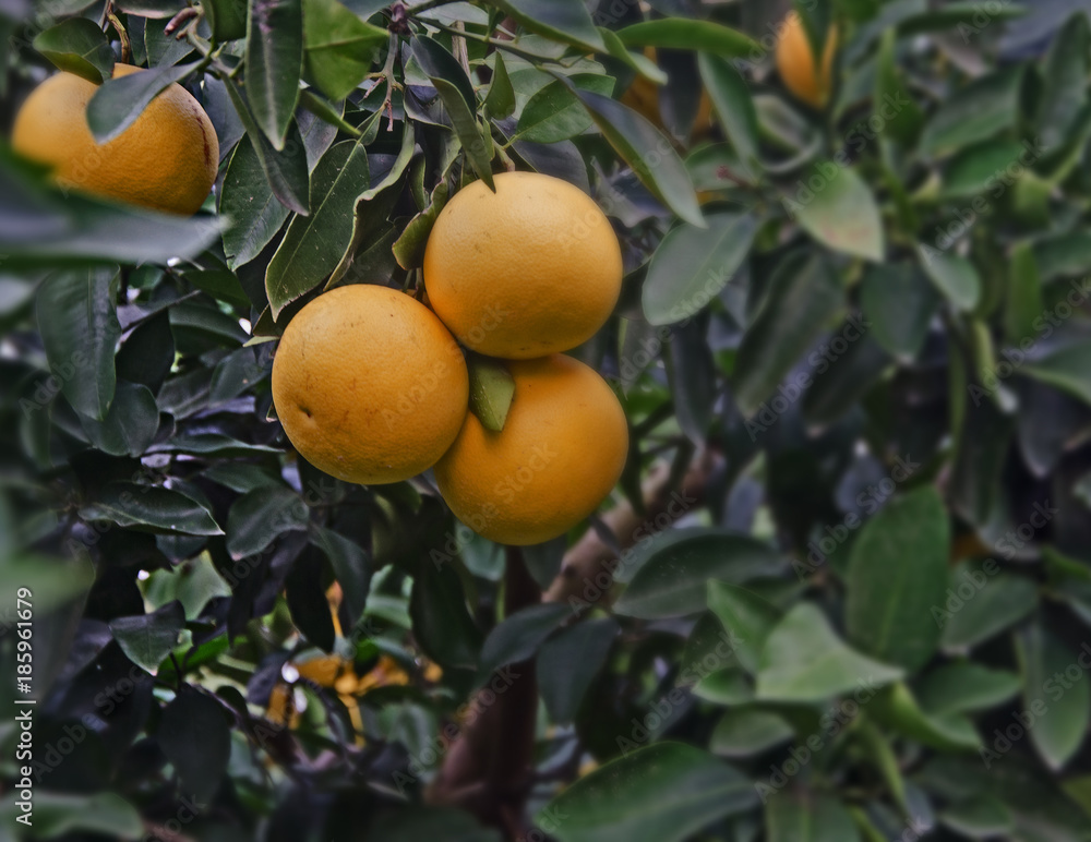 close up of ripe grapefruits