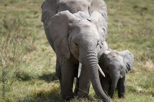 elephants in Africa