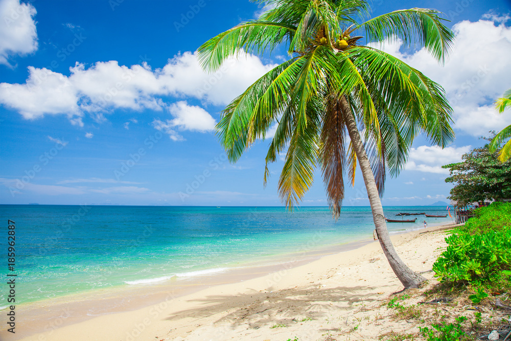 Obraz premium tropical beach with coconut palm