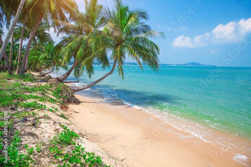 tropical beach with coconut palm