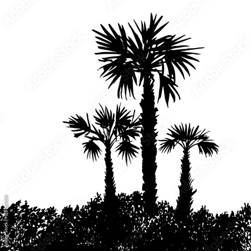 vector landscape with palm trees
