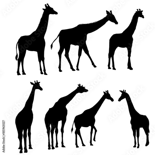 vector set of giraffes