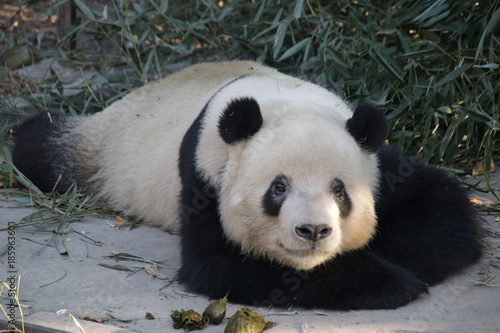 Fototapeta Naklejka Na Ścianę i Meble -  Giant Panda in Beijing, China