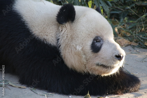 Fototapeta Naklejka Na Ścianę i Meble -  Giant Panda in Beijing, China