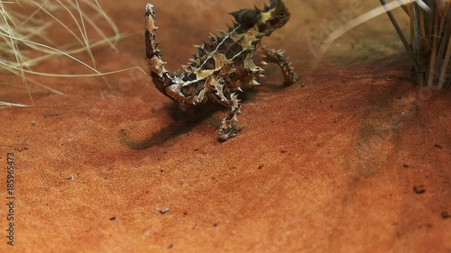 an australian thorny dragon walks up a sand dune